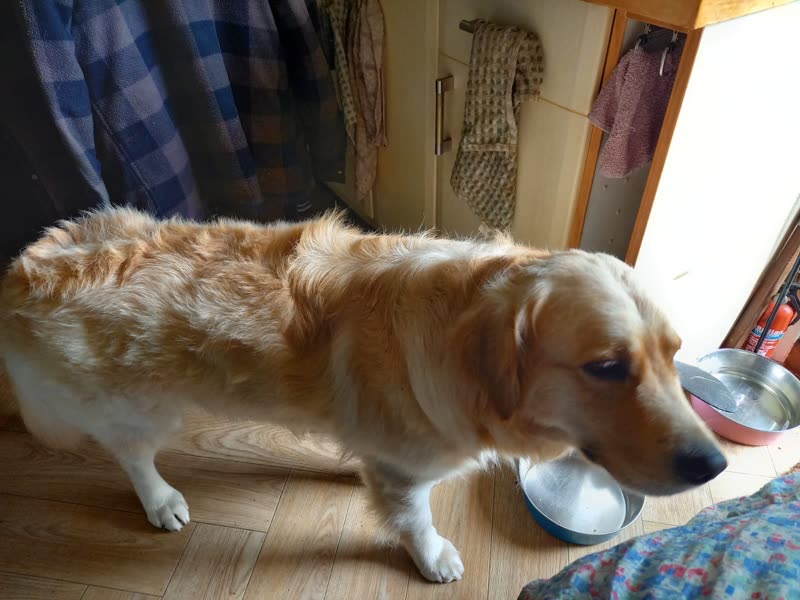 A damp golden retriever standing on a wooden floor indoors after a wash