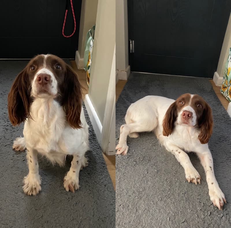 Two brown and white springer spaniels indoors on a grey floor, one sitting and one lying down