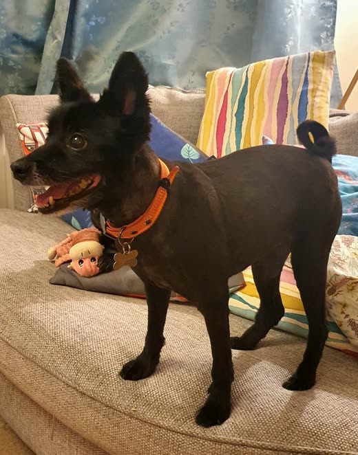 A freshly groomed black terrier in an orange collar, coat clipped short, standing on a sofa