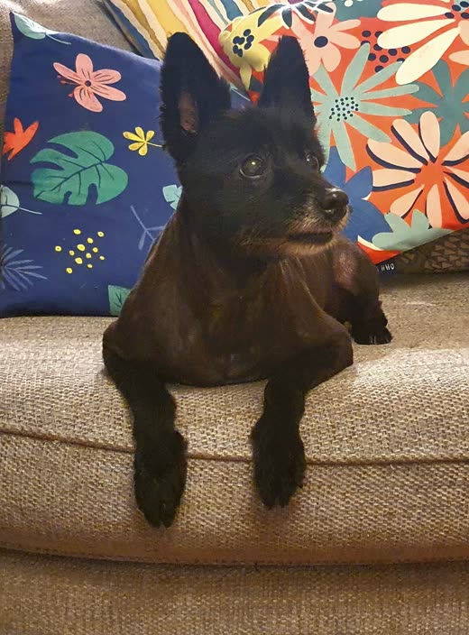 A black clipped terrier resting its front paws over the arm of a sofa