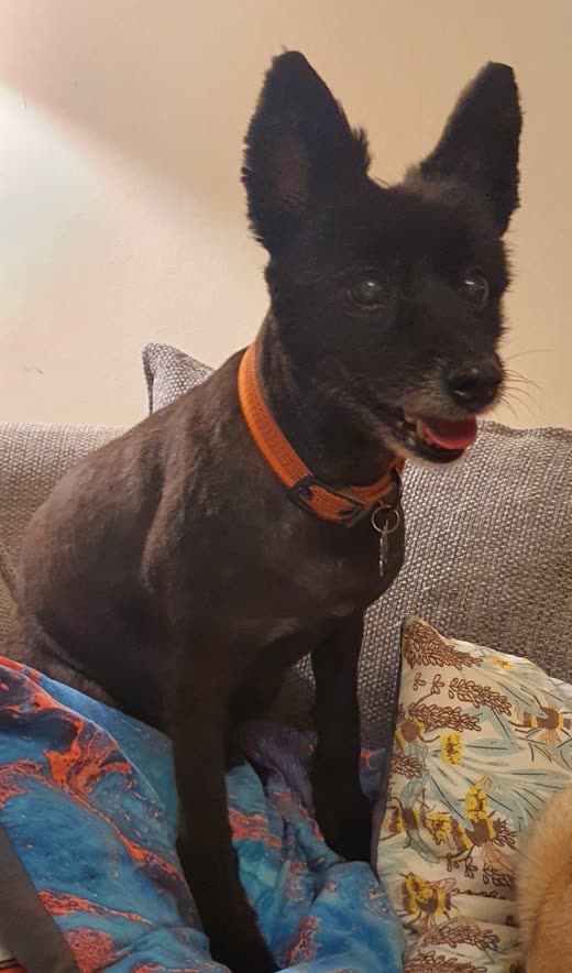 Close-up of a black dog in an orange collar with ears up and a neatly trimmed coat