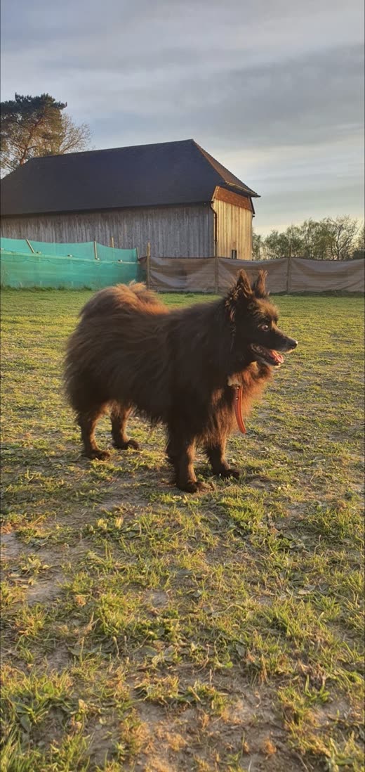 A long-coated dark dog standing in a field at golden hour